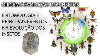 Origem e Evolução dos Insetos: Entendendo os principais eventos na evolução Insecta