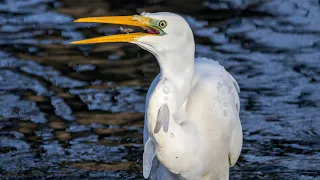 Зимняя рыбалка большой белой цапли. Egretta alba. Птицы Беларуси.
