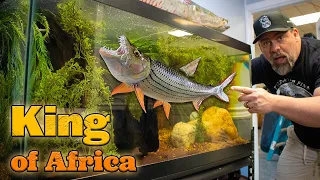 KING OF AFRICA | We're Growing Out Tiger Fish For Our Showroom