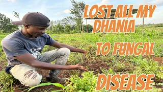 I lost all my Dhania to fungal disease. This is what happened