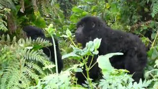 Susa Group of Mountain Gorillas, Rwanda
