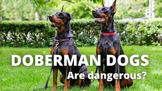Funny Doberman Dogs Video Compilation