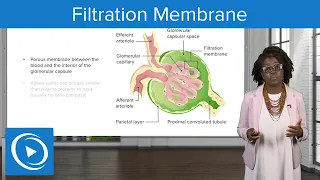 Filtration Membrane – Physiology | Lecturio Nursing