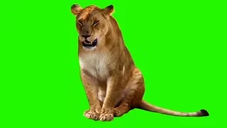 Female Lion | Green Screen Animals | Download Link