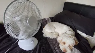Oscillating Fans and a Sleepy Dog