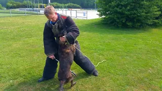 Dutch Shepherd, working dog, police dog training