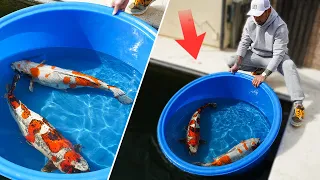 DRAGON KOI FISH COLLECTION - AMAZING KOI POND **BEST OF THE BEST**