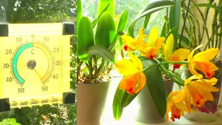 Orchids and ABNORMAL HEAT! How to SAVE Orchids? How to Water? How to CONVENIENT? ...