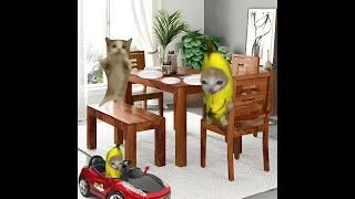 Baby Banana Cat 😺❤️ #catmemes #cat #shorts #fyp #bananacat