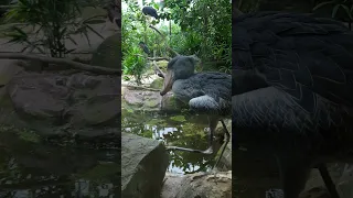 Shoebill stork walking by 🐦