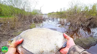 В ЗАТОПЛЕННОМ ЛЕСУ ТАКИЕ КОНИ🐟🐟🐟. РЫБА СТАЛА СТЕНОЙ. Рыбалка на фидер на ЛЕЩА.