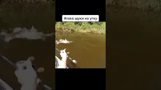 Прикол Атака щуки на утку