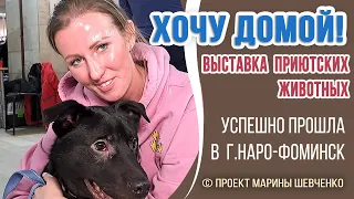 🐕🐱ХОЧУ ДОМОЙ выставка животных из приютов (проект Марины Шевченко), успешно прошла в Наро-Фоминске❗