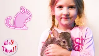 🐭 Первый ПИТОМЕЦ Тани! 🐹 ШИНШИЛЛА! 💕 Покупаем домашнего питомца в ЗООМАГАЗИНЕ! 🐁