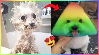 Funny and Cute Dog Pomeranian 😍🐶| Funny Puppy Videos #378