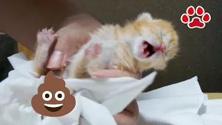 Kittens pooped a lot for the first time since they were born.