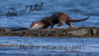 Isle of Mull - Otter photography - part 1