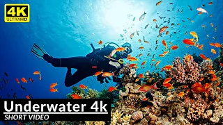 Coral Reef and Fish Underwater, Nature 4k Short Video #shorts #underwater