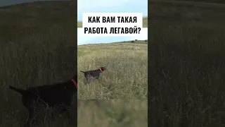 Охота с дратхааром  на курапатку.#дратхаар  #pointingdog #huntingdog