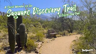 A Short Walk on the Saguaro Discovery Trail!
