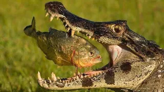 Crocodile Eating Fish: What You Need to Know || The Incredible Impact of Crocodile Eating Fish