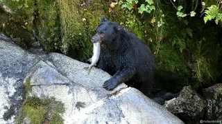 Black Bears catching Salmon in Alaska
