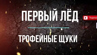 ОГРОМНЫЕ ЩУКИ НА ПЕРВЫЙ ЛЕД 2022-2023 | ТРОФЕЙНЫЕ ЩУКИ НА ЖЕРЛИЦУ