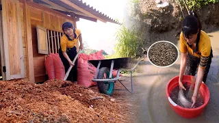 Single mother completed the wooden house in 2023 - drained the pond to harvest fish and shrimp