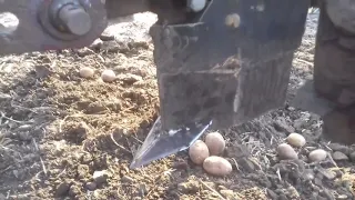 Удосконалення картоплесаджалки двохрядної "Bomet"