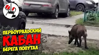 Дикий кабан попал в сетку ворот.