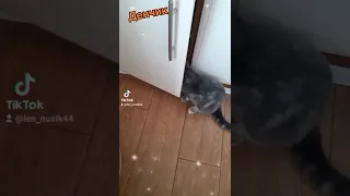 Смешное короткое видео с котиком. #shorts #cat