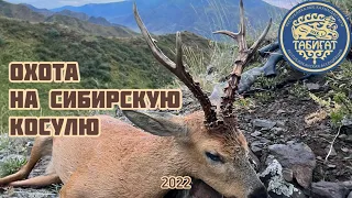 Охота на сибирскую косулю в горах ! Siberian roe deer hunting