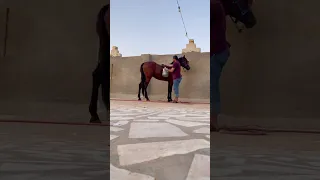 تغيير لون الخيل من البني إلى الادهم😍🖤أسهل طريقة #خيل #خيل_عربي_اصيل