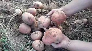 Копаем  картошку ( картошка как камни )