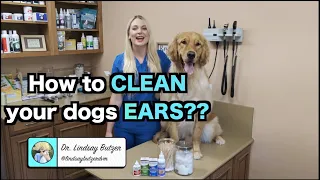 How to Clean Your Dogs Ears? | Zymox Ear Products