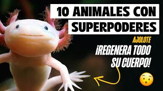 Top 10 Animales con superpoderes reales y habilidades increíbles