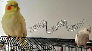 Male Cockatiel Singing To Female Cockatiel