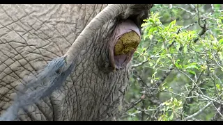 Elephant makes a big poo