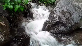 1 Hours Forest Stream Sounds, Calming Sleeping, Relaxing Sound of Water Flowing