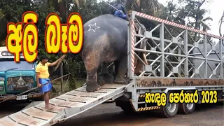 අලි බෑම | unloading elephants | පෙරහැර | handala perahera