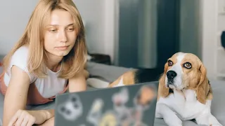 Como adestrar qualquer cachorro em casa: seja filhote, adulto ou sênior