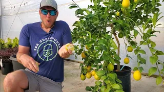 How to Grow a Lemon Tree in a Container