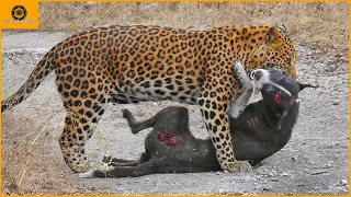 15 Perros Atacados Sin Piedad Y Asesinados Por Leopardos, Tigres...