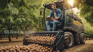 How Walnut is Produced And What is Made Using Walnut You Must See to Believe