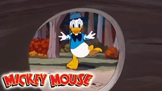 Micky Maus Kicherkracher - Kurzfilm: Donald und die Eicheldiebe | Disney Channel