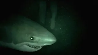 7 Most Disturbing SEA Encounters Caught On Camera