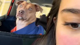 'Brave' Dog realizes he’s at the vet and not the park 🤣