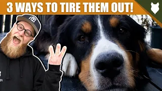 3 Tips To Tire Out Your BERNESE MOUNTAIN DOG Puppy