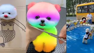 Funny and Cute Dog Pomeranian 😍🐶| Funny Puppy Videos #101
