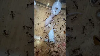 Ants VS Mice!